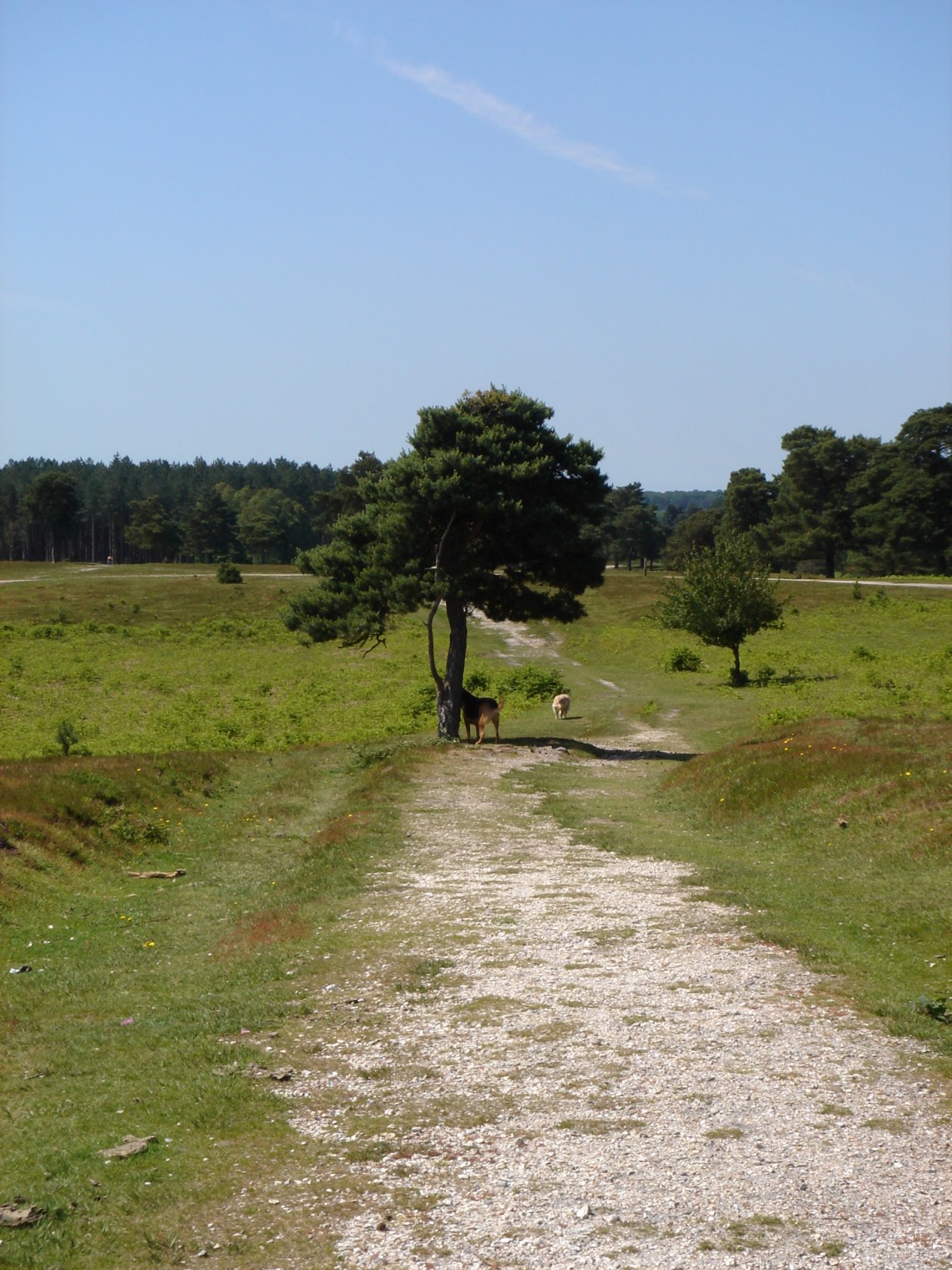 Running Free in the Forest