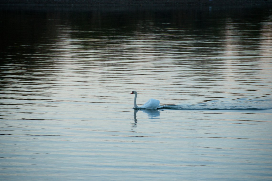 Swans-2