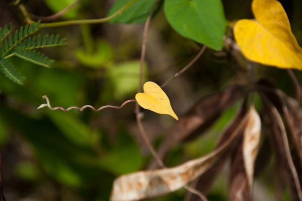 Heart Shaped Leaf