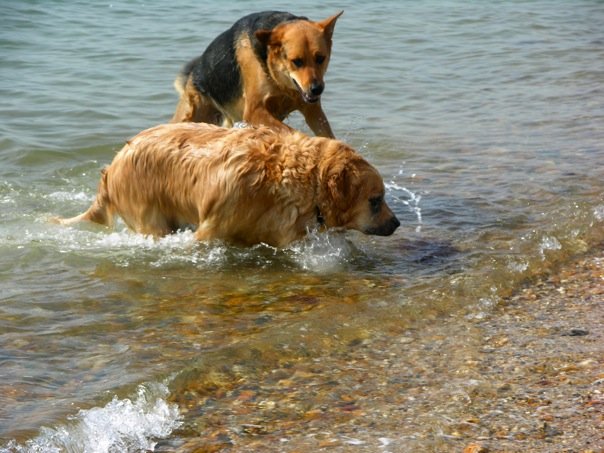 playing in the sea